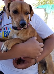 Doxle Dogs for adoption in Apple Valley, CA, USA