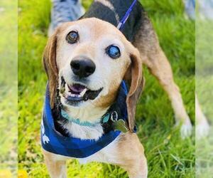 Beagle Dogs for adoption in Fairfax, VA, USA