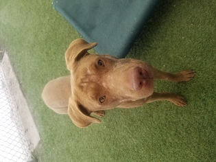 Medium Photo #1 American Pit Bull Terrier-Labrador Retriever Mix Puppy For Sale in Phoenix, AZ, USA