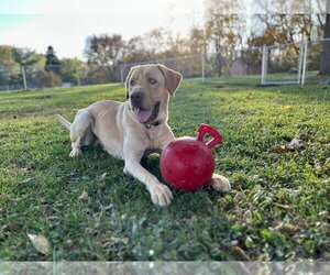Labrador Retriever Dogs for adoption in New Albany, OH, USA