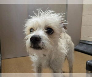 Mutt Dogs for adoption in Martinez, CA, USA