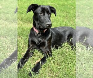 Labrador Retriever-Unknown Mix Dogs for adoption in Fort Worth, TX, USA