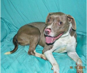 American Pit Bull Terrier Dogs for adoption in Mount Vernon, AR, USA