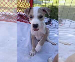 Mutt Dogs for adoption in Wenonah, NJ, USA
