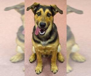 Shepradors Dogs for adoption in Ogden, UT, USA