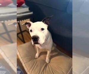 American Bulldog-Unknown Mix Dogs for adoption in Boston, MA, USA