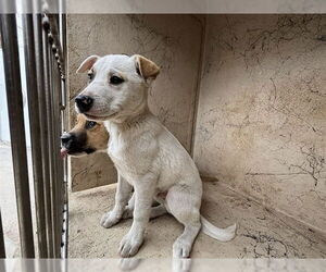 Mutt Dogs for adoption in Oklahoma City, OK, USA