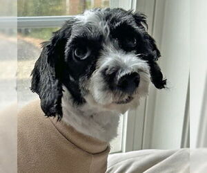 Poodle (Toy) Dogs for adoption in Arlington, VA, USA