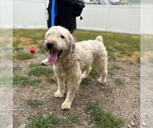 Unknown-Wheaten Terrier Mix Dogs for adoption in Boston, MA, USA