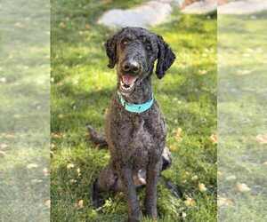 Labrador Retriever-Unknown Mix Dogs for adoption in Sandy, UT, USA