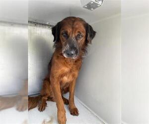 Golden Shepherd Dogs for adoption in Houston, TX, USA