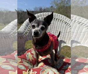 Chihuahua Dogs for adoption in Attalka, AL, USA