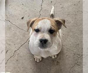Bulldog-Unknown Mix Dogs for adoption in Chama, NM, USA