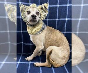 Chihuahua Dogs for adoption in Pasadena, TX, USA