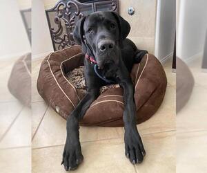 Great Dane Dogs for adoption in Las Vegas, NV, USA