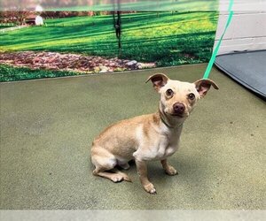 Chihuahua Dogs for adoption in Moreno Valley, CA, USA