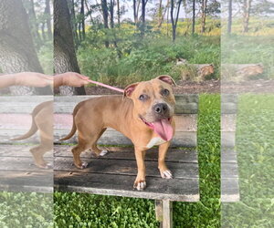Mutt Dogs for adoption in Williamsburg, IA, USA