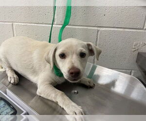 Chihuahua Dogs for adoption in San Bernardino, CA, USA