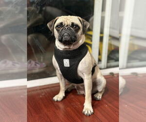 Pug Dogs for adoption in Fremont, CA, USA