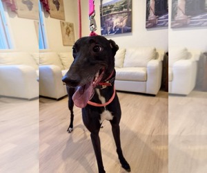 Greyhound Dogs for adoption in Cherry Hill, NJ, USA