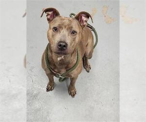Mutt Dogs for adoption in Peoria, IL, USA