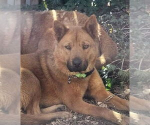 Chow Chow-Unknown Mix Dogs for adoption in phoenix, AZ, USA