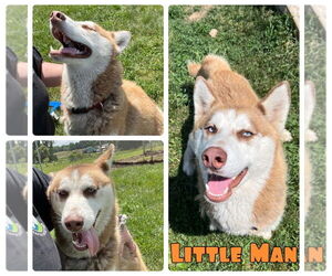 Siberian Husky Dogs for adoption in Pierceton , IN, USA