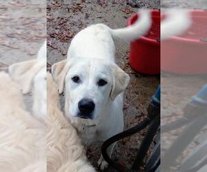 Great Pyrenees-Unknown Mix Dogs for adoption in Baileyton, AL, USA