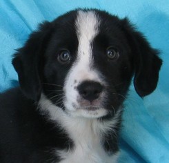 Border-Aussie Dogs for adoption in Cuba, NY, USA