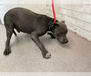 American Pit Bull Terrier Dogs for adoption in San Bernardino, CA, USA