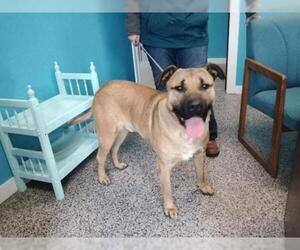 Mastiff Dogs for adoption in Kendallville, IN, USA