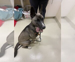 Siberian Husky Dogs for adoption in Fremont, CA, USA