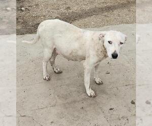 Labrador Retriever-Unknown Mix Dogs for adoption in San Antonio, TX, USA