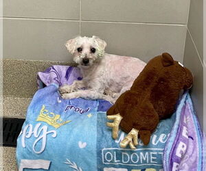 Maltese Dogs for adoption in Virginia Beach, VA, USA