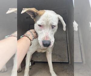 American Pit Bull Terrier-Unknown Mix Dogs for adoption in Oklahoma City, OK, USA