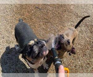 Bulldog Dogs for adoption in Foristell, MO, USA