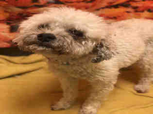 Lhasa-Poo Dogs for adoption in Forestville, MD, USA