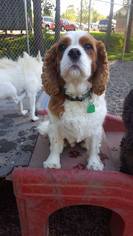 Cavalier King Charles Spaniel Dogs for adoption in Holland, MI, USA