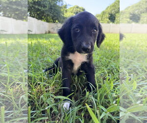 Retriever -Unknown Mix Dogs for adoption in Greenville, SC, USA