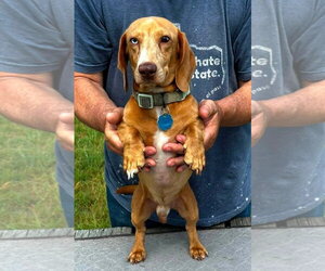 Dachshund Dogs for adoption in Boonton, NJ, USA