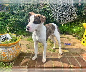 Mutt Dogs for adoption in Woodland Hills, CA, USA