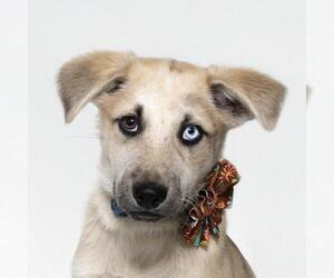 Siberian Husky Dogs for adoption in Santa Maria, CA, USA
