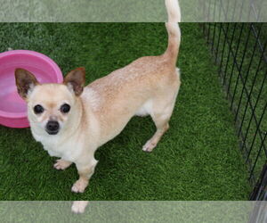 Chihuahua Dogs for adoption in Imperial Beach, CA, USA
