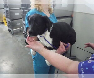 Labrador Retriever-Unknown Mix Dogs for adoption in Oroville, CA, USA