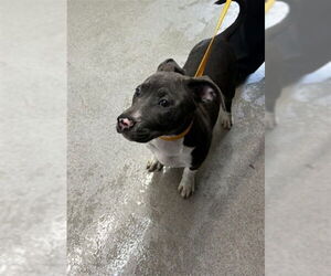 American Pit Bull Terrier Dogs for adoption in San Bernardino, CA, USA