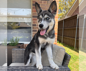 Siberian Husky-Unknown Mix Dogs for adoption in Carrollton, TX, USA