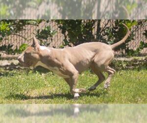 American Staffordshire Terrier Dogs for adoption in Gainesville, FL, USA