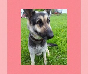 German Shepherd Dog Dogs for adoption in New Albany, OH, USA