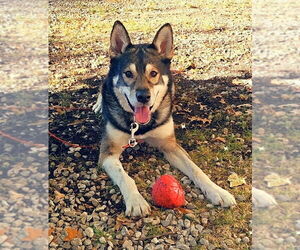 Alaskan Malamute-German Shepherd Dog Mix Dogs for adoption in Port Clinton, OH, USA