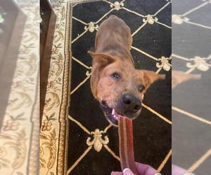 Plott Hound-Unknown Mix Dogs for adoption in Pandora, TX, USA